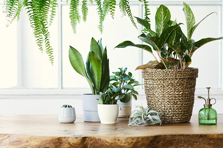 Purifier l'air de votre intérieur grâce aux plantes vertes, c'est possible